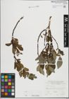 Foto von Salix hastata L.